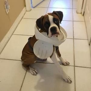 Meet your Posher, John j